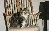 Dinky on the rocking chair